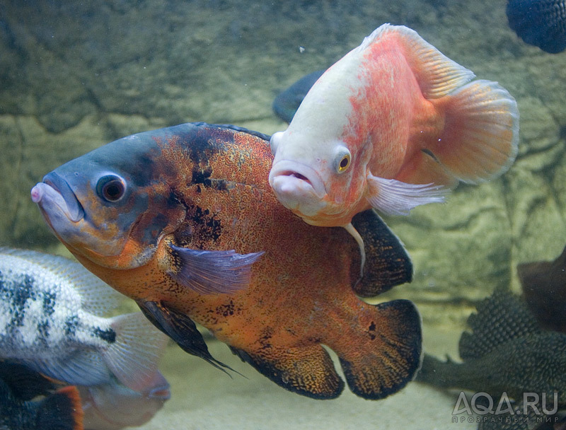 Astronotus_002