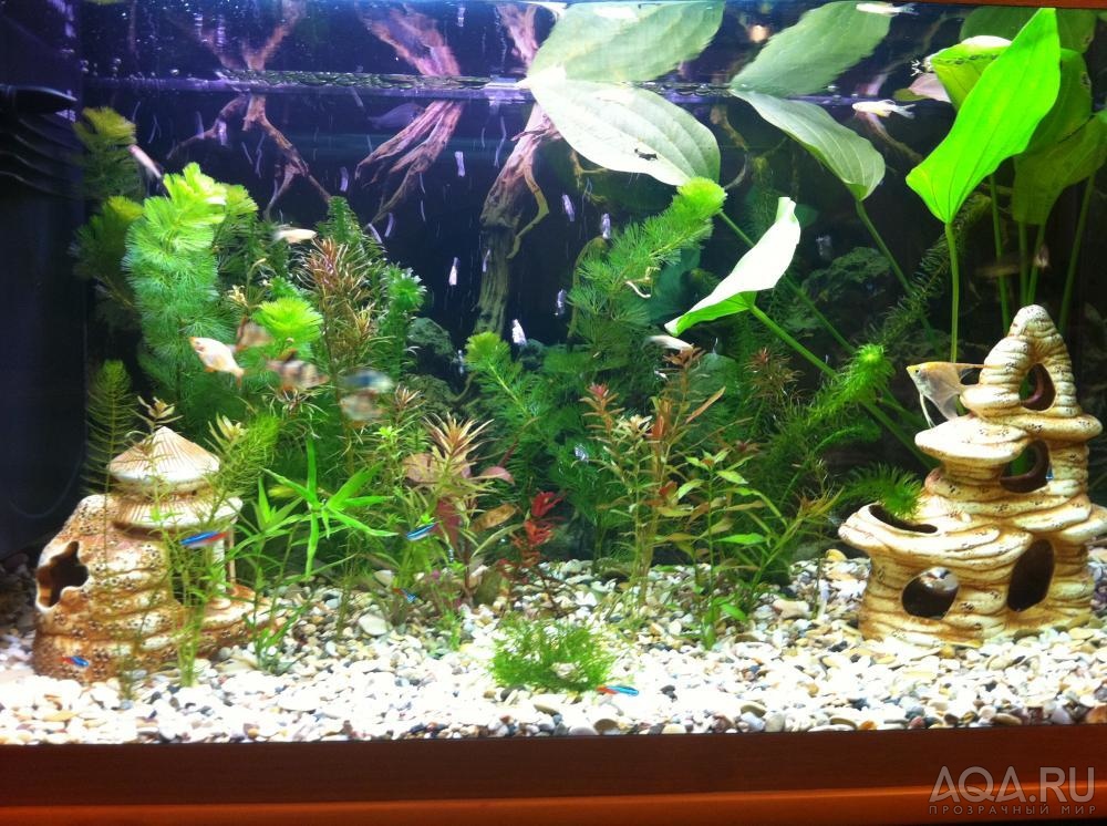 моя аква с новыми растениями