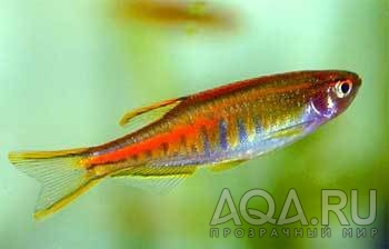 Danio choprae