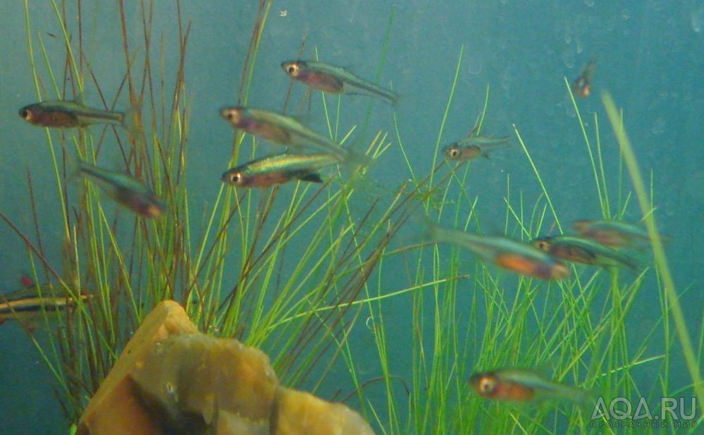 Неоновые микрорасборы - Rasbora axelrodi BLUE