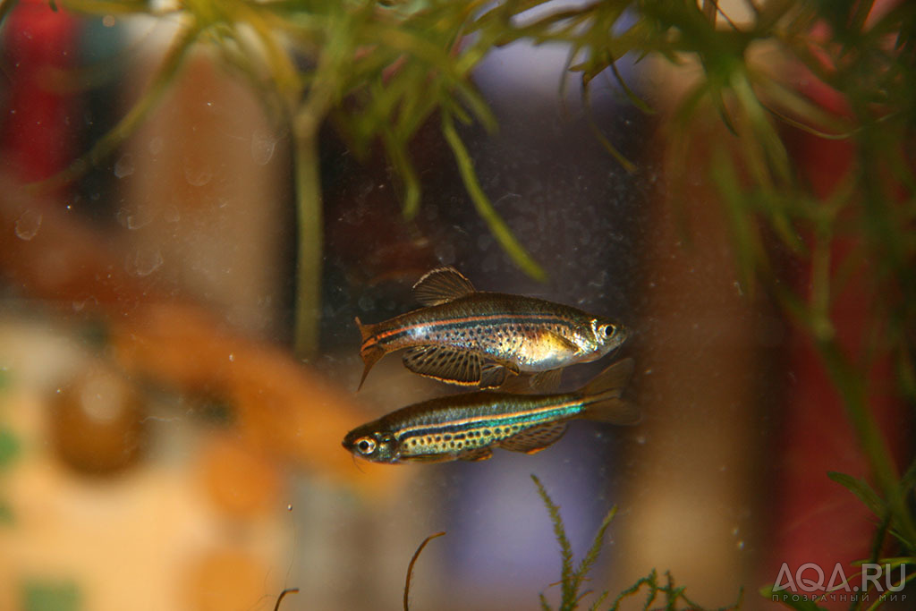 Danio nigrofasciatus точечные данио