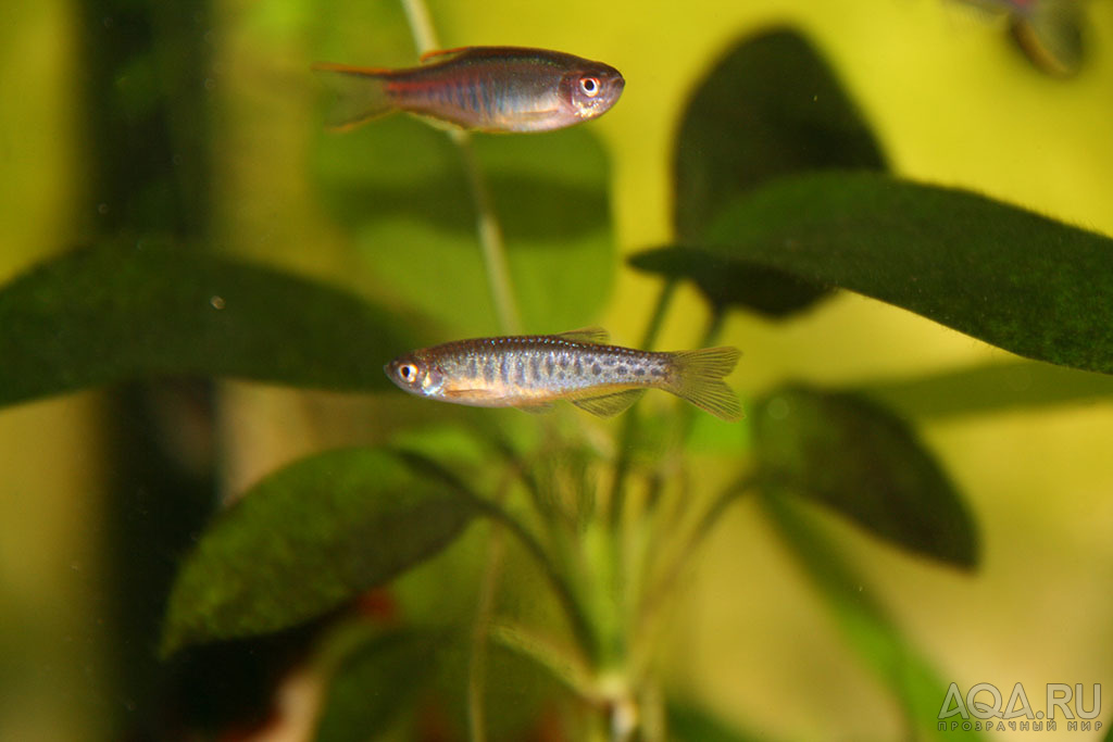 Danio aesculapi  и Danio choprae