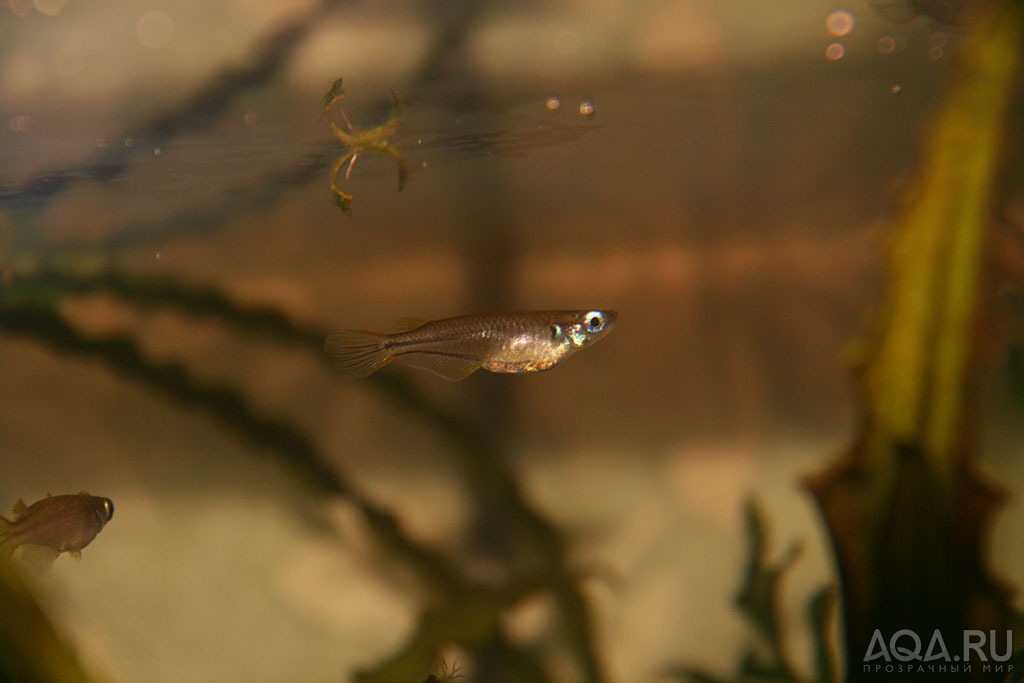 Oryzias celebensis целебесский оризиас