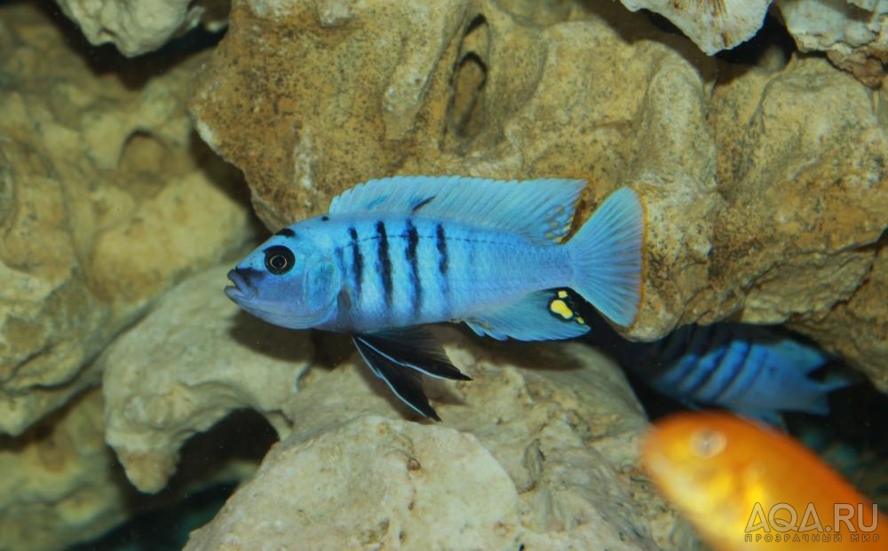 Cynotilapia afra white top Galileya Reef