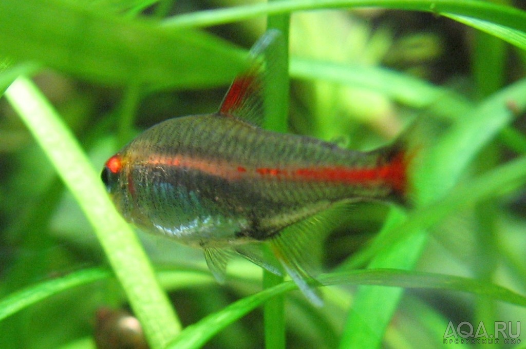 Hemigrammus erythrozonus