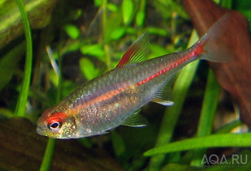 Hemigrammus erythrozonus 2