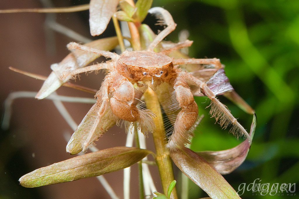 Limnopilos Naiyanetri Micro Spider Crab