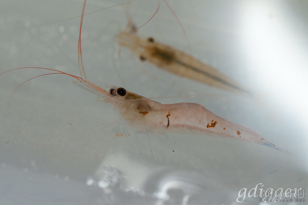 Caridina caerulea / infection?