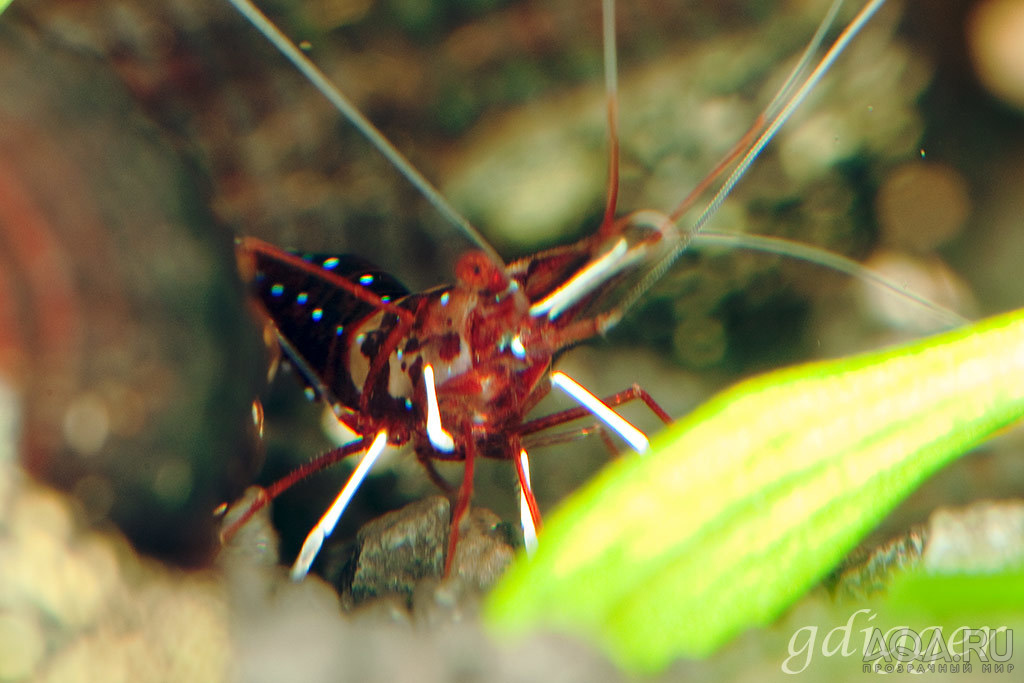 Caridina Dennerli / infection?