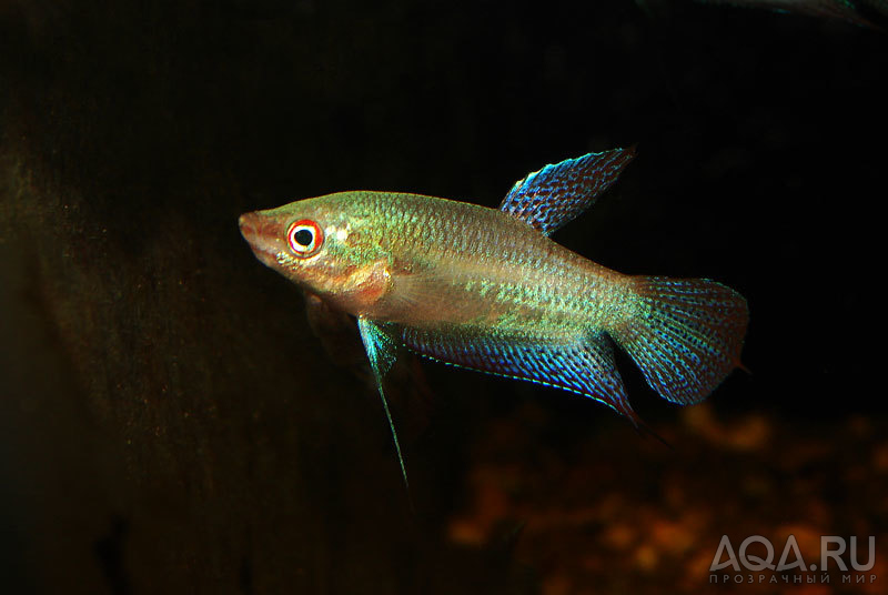 Гурами издают звуки. Trichopsis vittatus. Карликовый гурами. Гурами карликовый искрящийся. Гурами ворчащий.