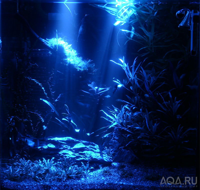 Отключили свет аквариум. Лунный свет в аквариуме. Ночной свет в аквариуме. Ночной аквариум. Аквариум ночью.