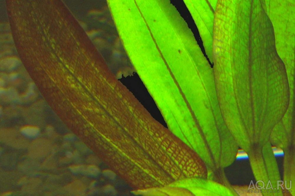 Виды эхинодорусов аквариумных фото с названиями