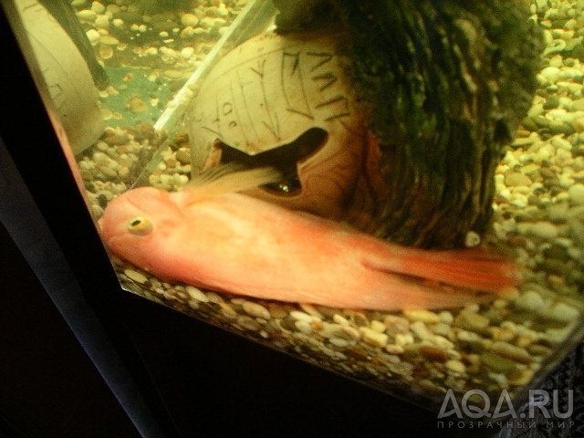 Рыбы спят ночью. Укрытие для рыб попугаев. Спят ли рыбы в аквариуме.