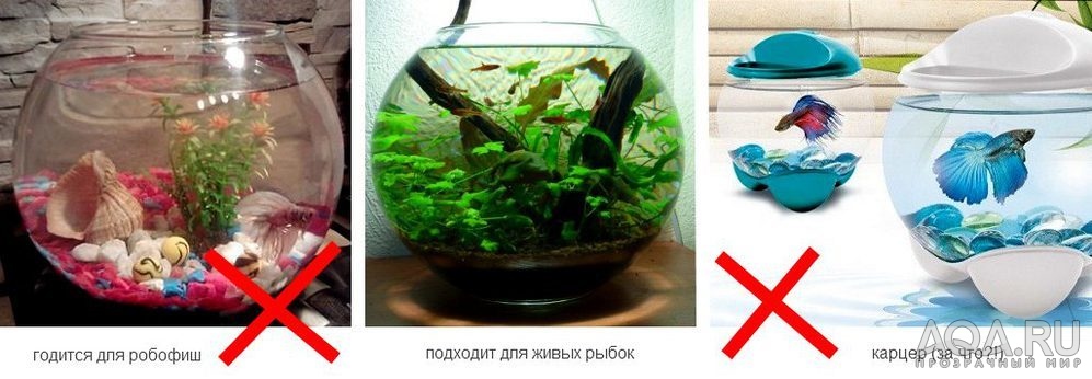 Как часто менять воду в аквариуме петушку