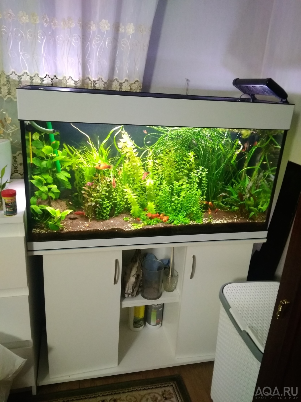Интерьер аквариума на 100 литров