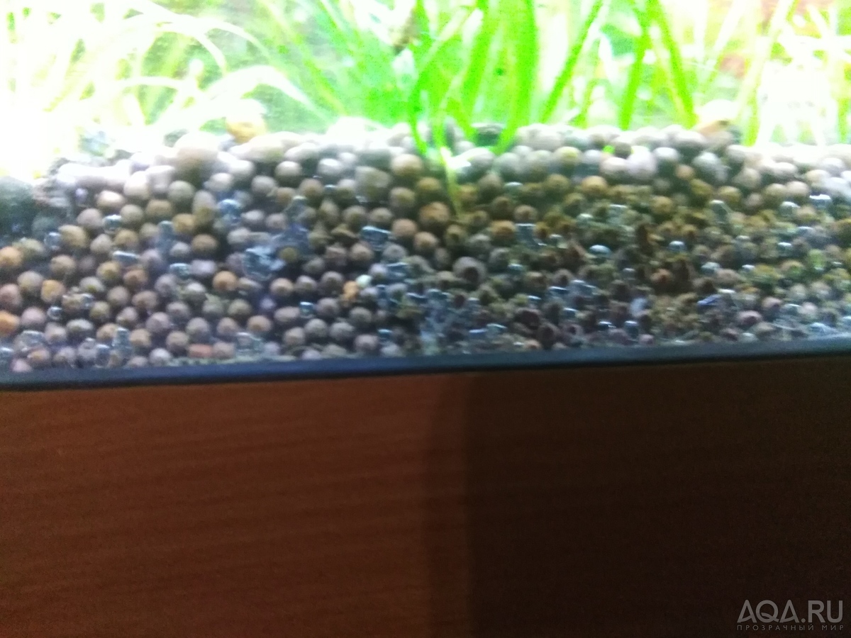 Пузырьки в аквариуме на стенках после смены воды
