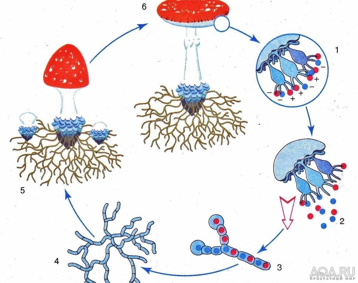 Спора гриба рисунок. Размножение спорами грибы. Жизненный цикл шляпочного гриба схема. Размножение грибов спорами схема. Цикл развития шляпочного гриба схема.
