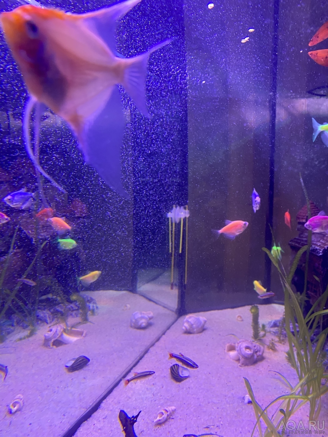 Почему пузыри в аквариуме