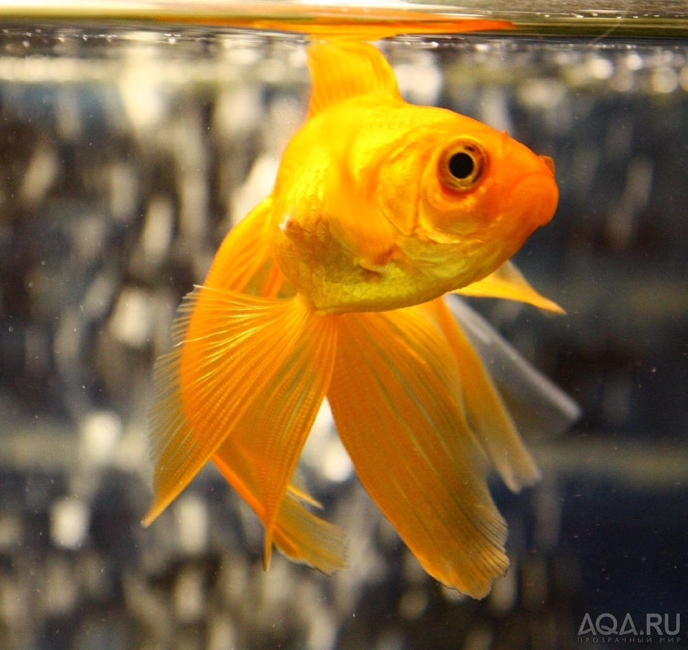 Аквариумная рыбка на букву т. Риукин рыбка Золотая малек. Золотая рыбка вуалехвост. Рыбка Комета вуалехвост. Золотая рыбка Комета вуалехвост.