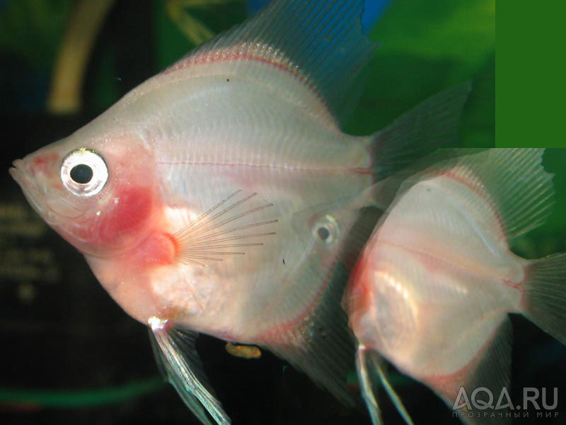 Болезни глаз у аквариумных рыб фото и описание