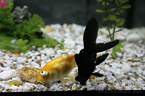 Золотая рыбка лежит на дне. Рыба лежит на дне аквариума. Рыба опустилась на дно аквариума. Рыбы которые лежат на дне аквариумные. Рыба которая лежит на дне.