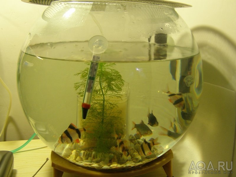Рыбки которые живут без кислорода. Гуппи в круглом аквариуме. Круглый аквариум с рыбками гуппи. Аэрация в круглом аквариуме. Аквариумные рыбки без компрессора.