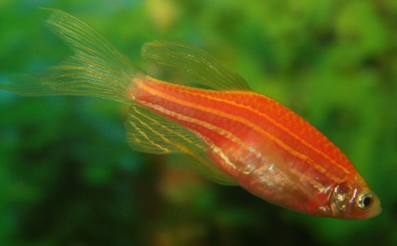 Zebrafish's cells are revealing the secrets to how skin heals and regenerates Da