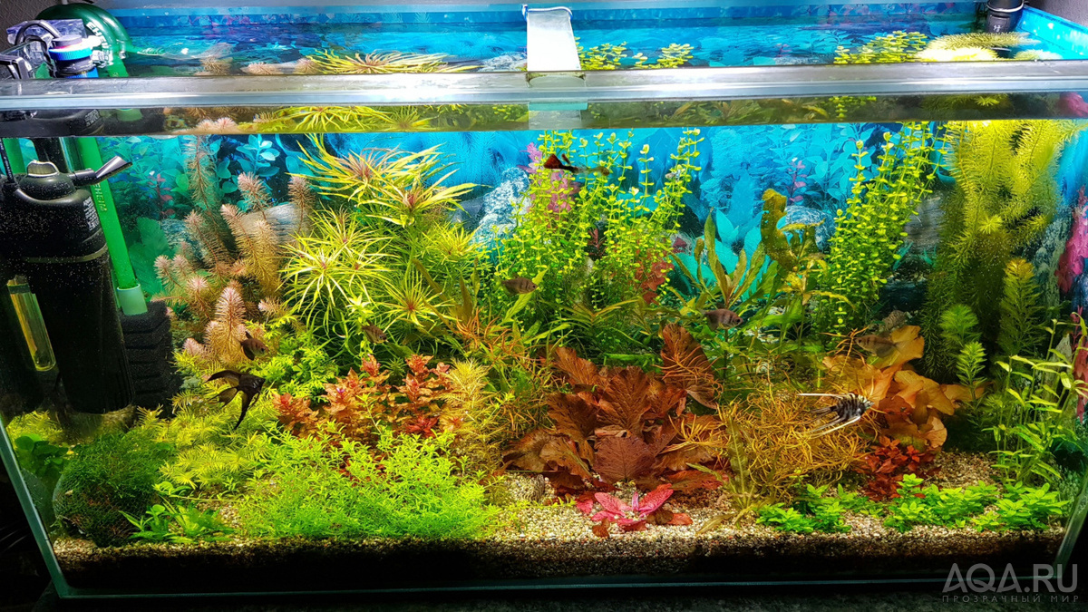 Фон для аквариума фото. Продолжительность освещения в аквариуме с растениями.