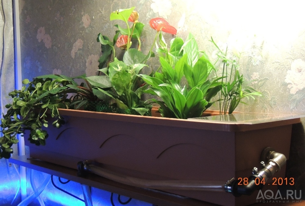 Растения для фитофильтра для аквариума фото с названиями