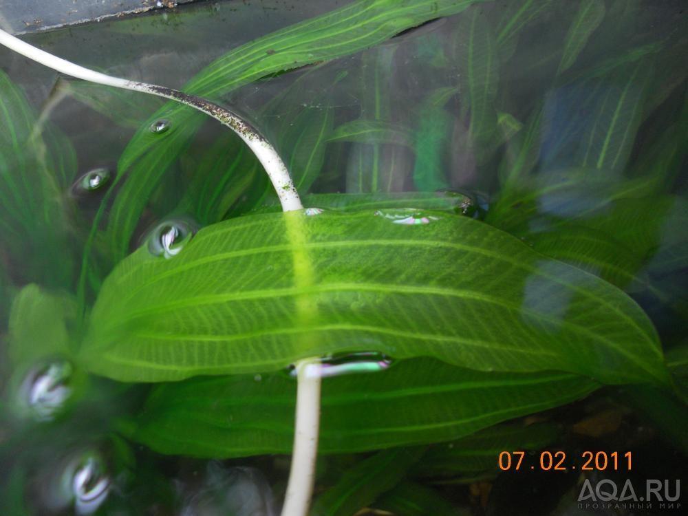 Почему желтеет аквариум. Эхинодорус Верховный озеленитель. Эхинодорус магрибинец. Растение для аквариума Эхинодорус. Эхинодорус Ашерсона листья прозрачные.