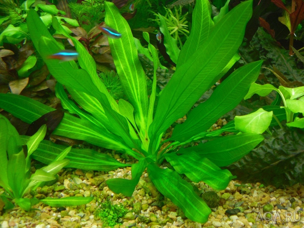 Виды эхинодорусов аквариумных фото с названиями