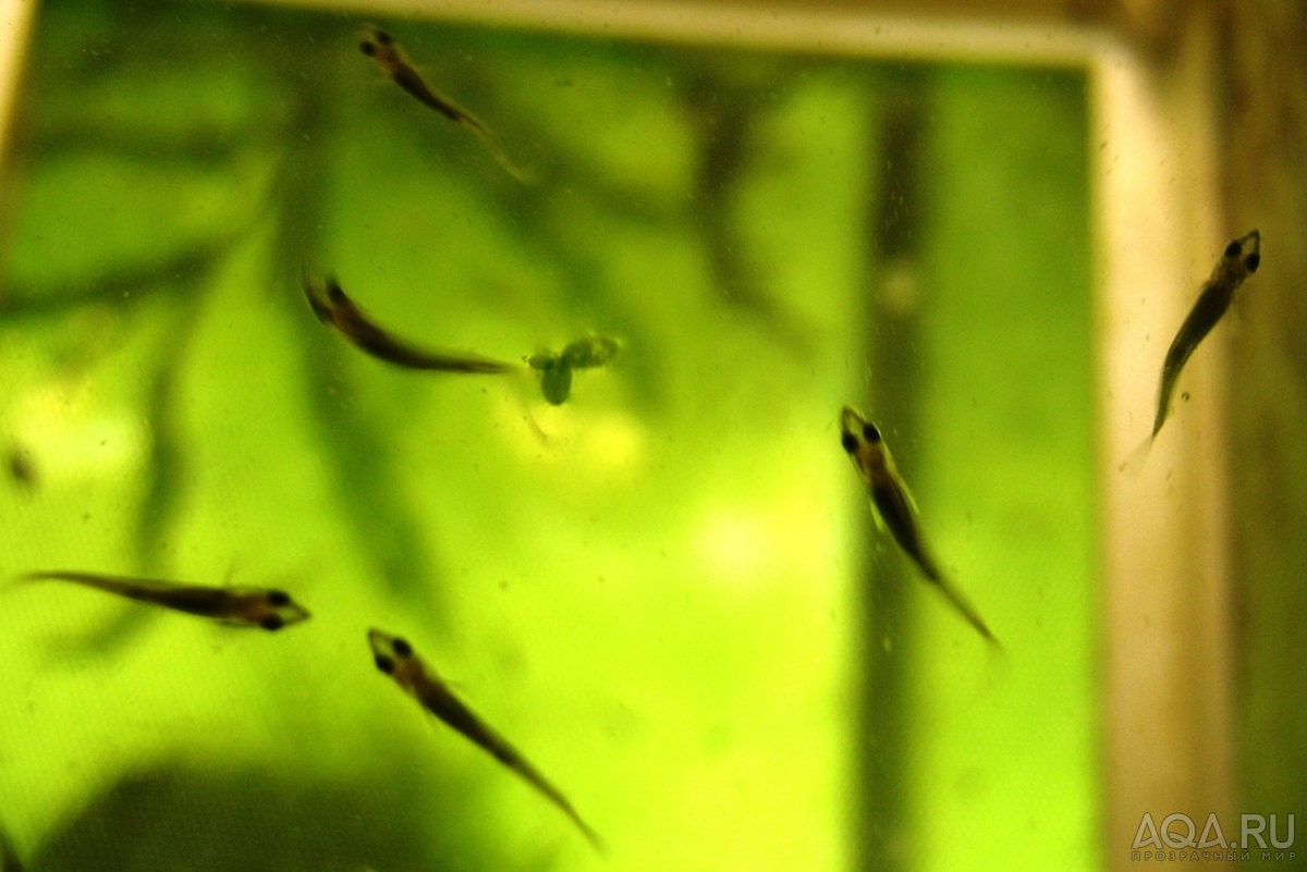 Какое качество мальки удивило жителей. Дермогенис аквариумная рыбка. Макропод рыбка аквариумная мальки. Гуппи Эндлера мальки 1 месяц. Мальки дермогениса.