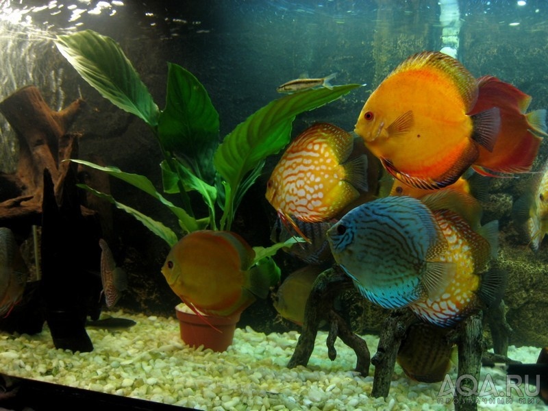 Дискусы в аквариуме фото