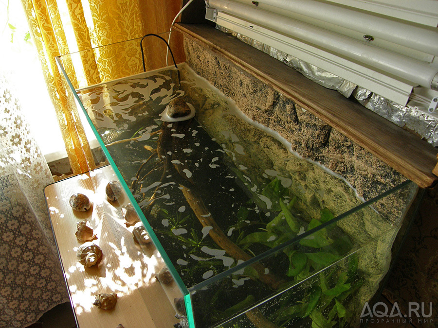 Пенится вода в аквариуме. Пузырьки на поверхности воды в аквариуме. Пузыри в аквариуме на поверхности. Пена на поверхности аквариума. Пузырьки в аквариуме со дна.