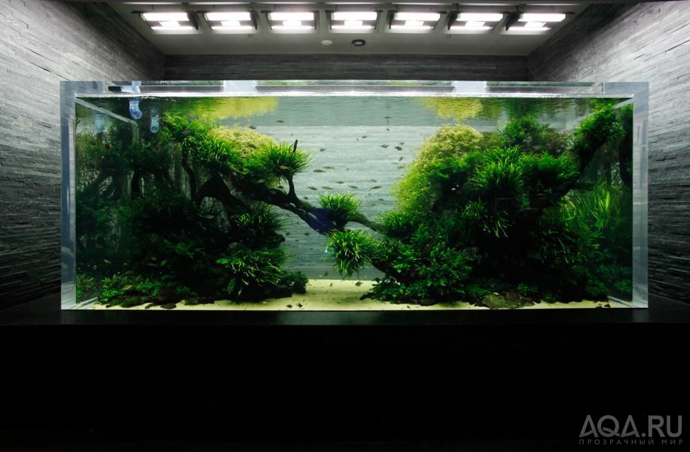 Такаши амано аквариумы фото