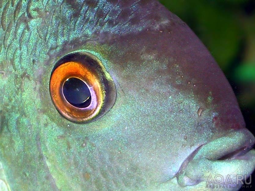Какие глаза у рыб. Глаз рыбы. Рыбий глаз. Глаза РВБ. Глаза рыбки.