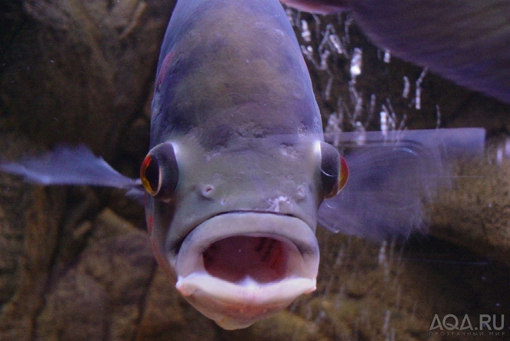 Рыбка открывает рот. Смешные рыбы. Морда рыбы. Рыба с открытым ртом. Рыба открыла рот.