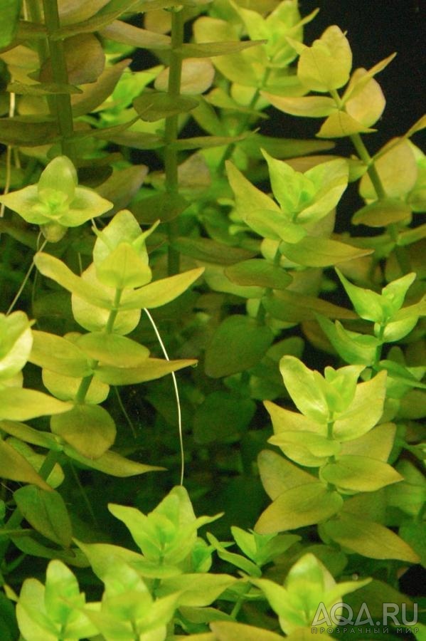 Бакопа каролинская аквариумное растение фото