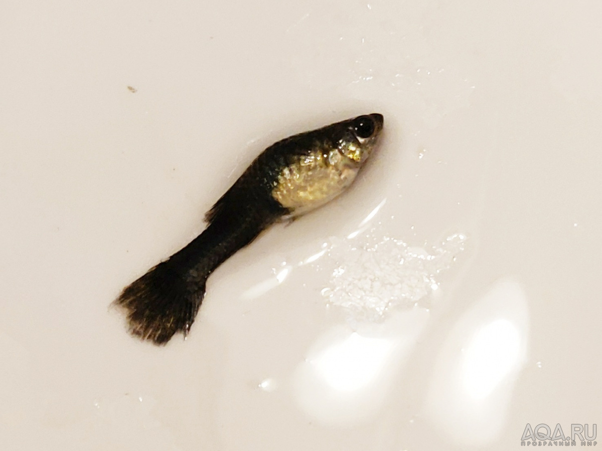 фотографии живота раздувающиеся рыбы