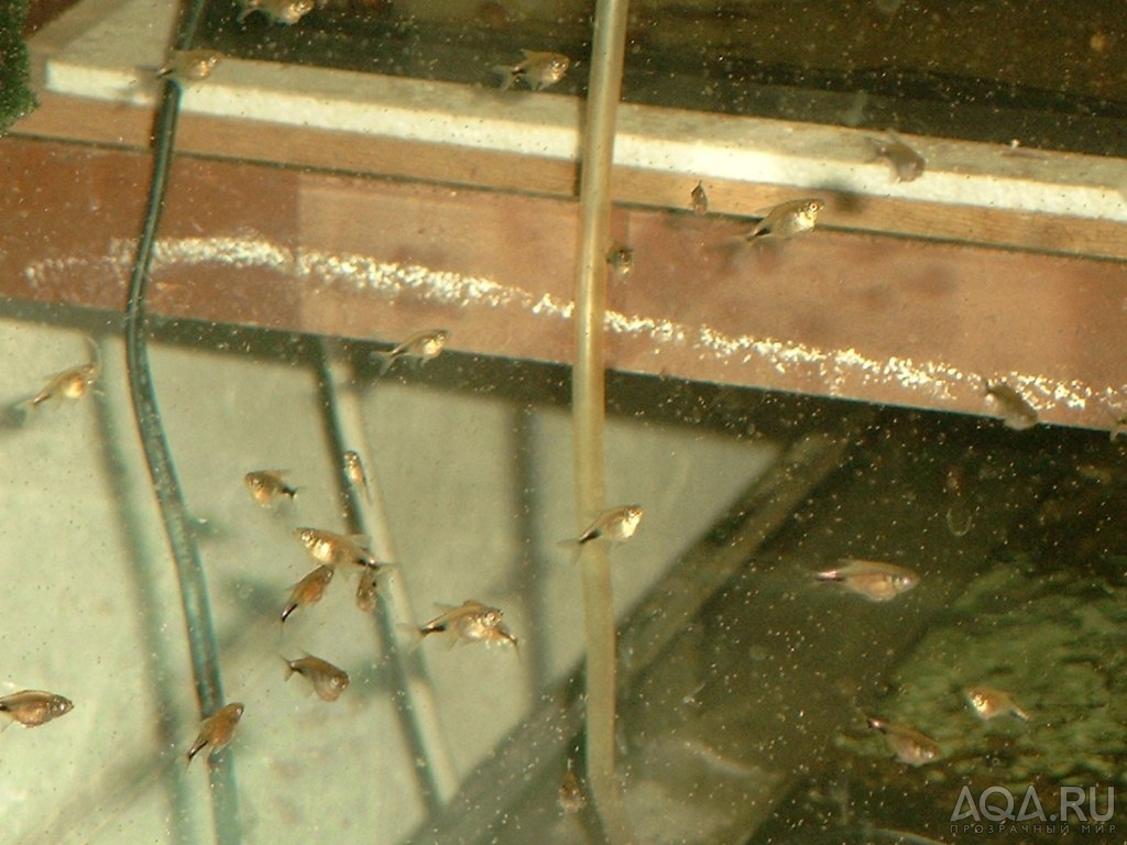 Как выглядит икра тернеций в аквариуме фото