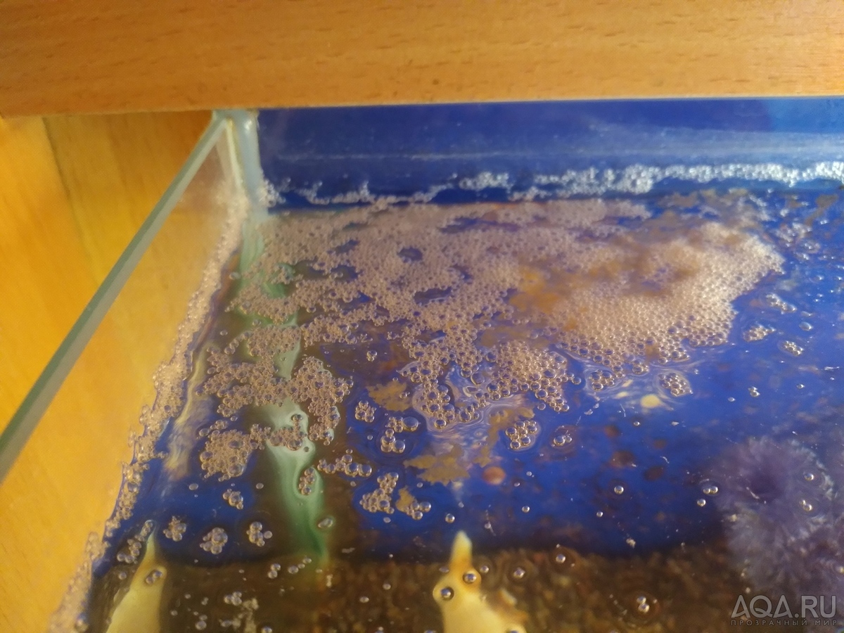 Как часто менять воду в аквариуме петушку