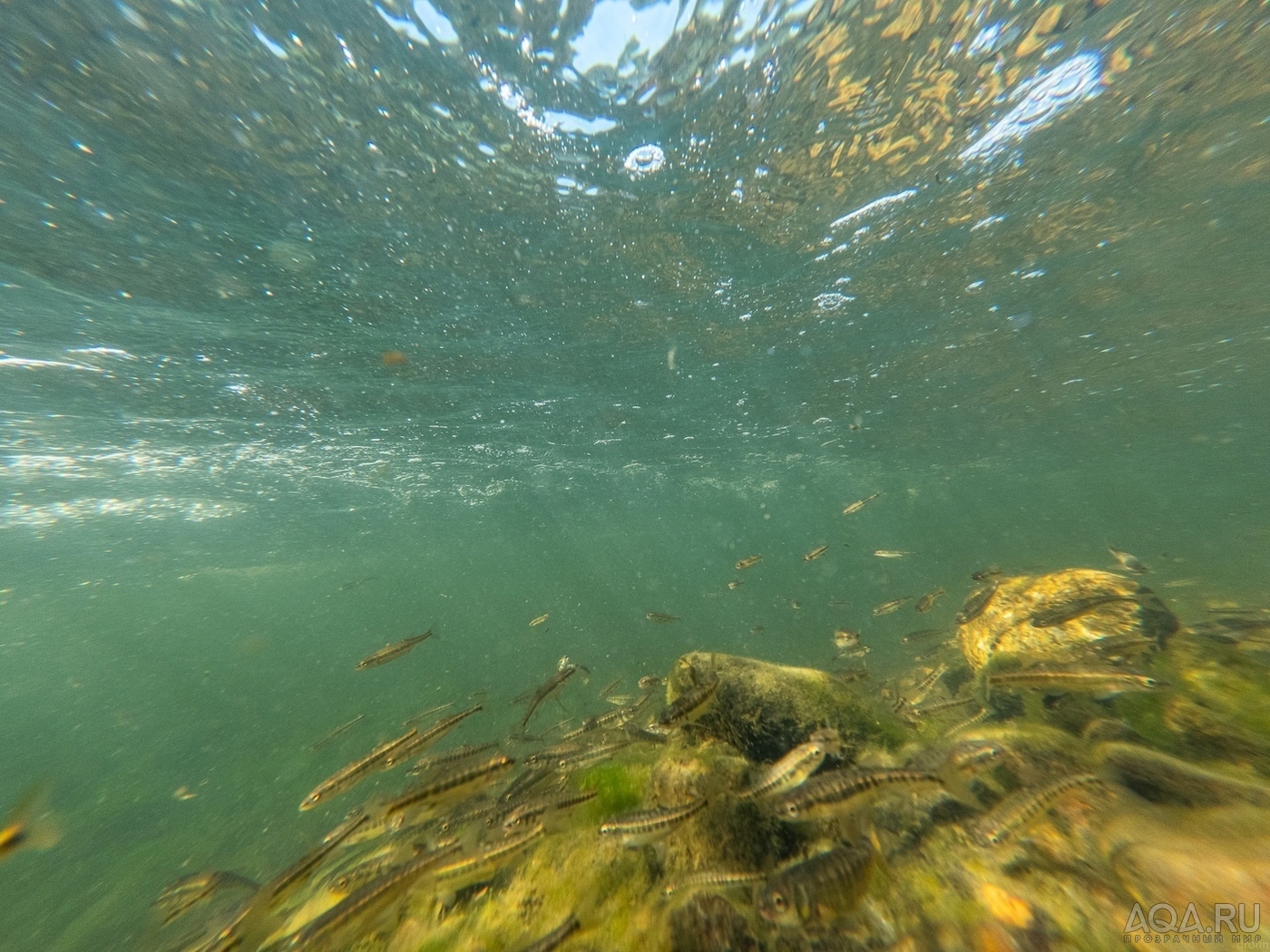 Вода александровка. Ламинария. Kelp algae. Морская звезда в воде. Kelp турецкий.