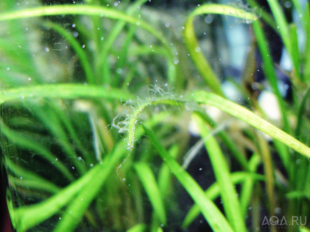Водоросли на стеклах. Аквариум водоросли нитчатка. Нитчатка в аквариуме. Нитчатка, нитчатые водоросли. Нитчатка белая.