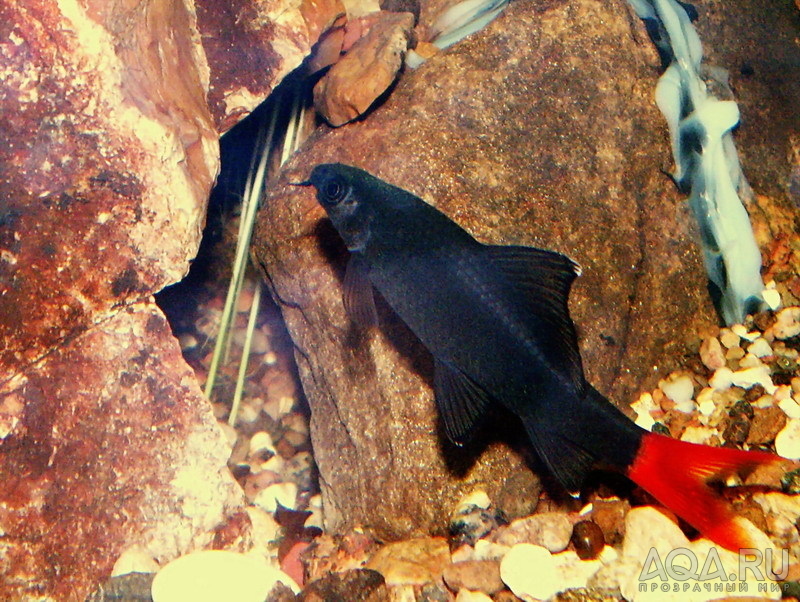 Аквариумная рыбка 6 сканворд. Лабео биколор. Лабео аквариумная. Таиландский лабео. Двухцветный лабео.