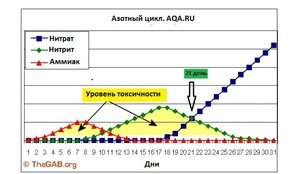 как понять что аквариум запущен. aqa.ru 20161015133940. как понять что аквариум запущен фото. как понять что аквариум запущен-aqa.ru 20161015133940. картинка как понять что аквариум запущен. картинка aqa.ru 20161015133940.