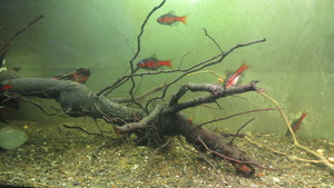 Коряга в аквариум №65 Коралловый корень 34х25х12 см