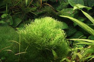 Riccia fluitans