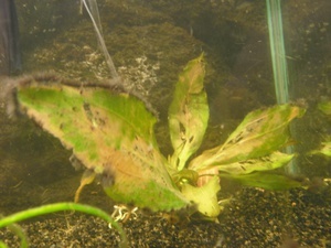 В аквариуме не растут и погибают растения: как выяснить причину и решить проблему