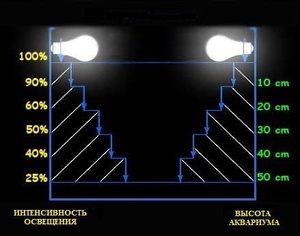 Желтеют листья у анубиаса что делать. Смотреть фото Желтеют листья у анубиаса что делать. Смотреть картинку Желтеют листья у анубиаса что делать. Картинка про Желтеют листья у анубиаса что делать. Фото Желтеют листья у анубиаса что делать