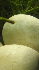 Камни